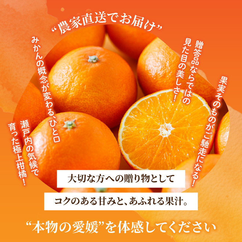 愛果28号 (紅まどんな と同品種) 選べる 化粧箱 8玉から12玉 【2026年11月下旬より順次発送】 | あいか 高級 みかん まどんな 柑橘 果物 おすすめ 人気 お取り寄せ グルメ ギフト  愛媛県 松山市 蓮果園