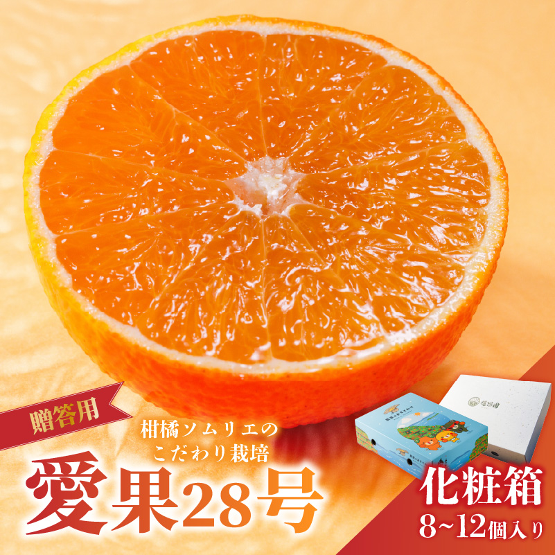 愛果28号 (紅まどんな と同品種) 選べる 化粧箱 8玉から12玉 【2026年11月下旬より順次発送】 | あいか 高級 みかん まどんな 柑橘 果物 おすすめ 人気 お取り寄せ グルメ ギフト  愛媛県 松山市 蓮果園