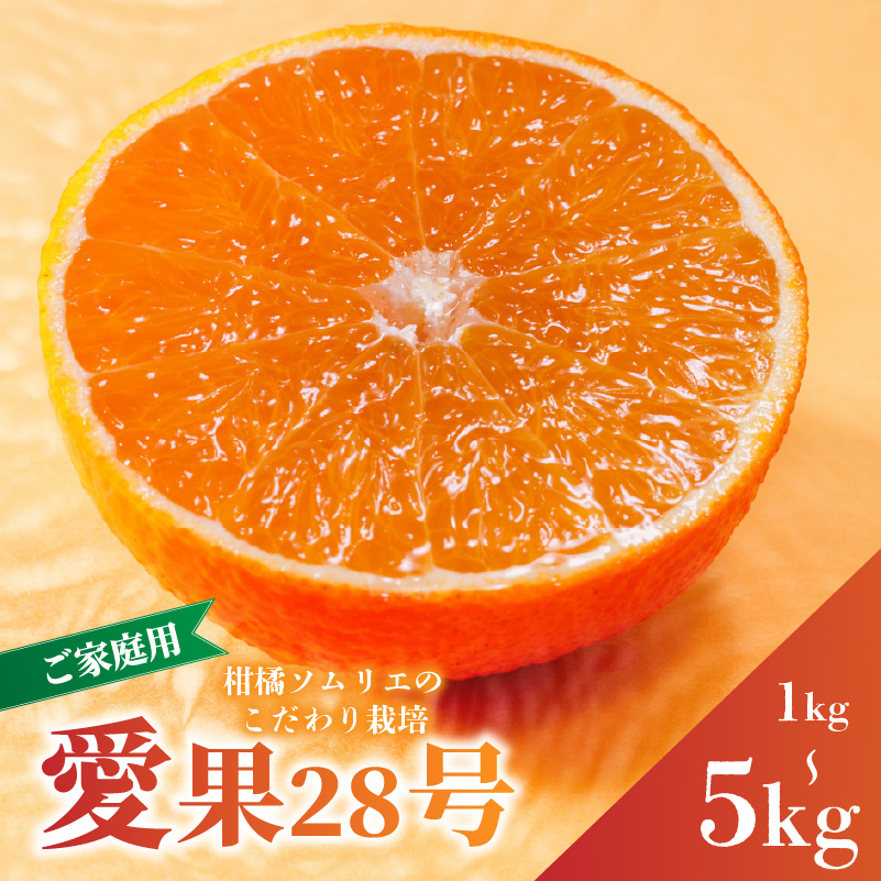 愛果28号 (紅まどんな と同品種) ご家庭用 1kg 2.5kg 5kg 【2026年11月下旬より順次発送】 | 訳あり あいか みかん まどんな 柑橘 愛媛県 松山市