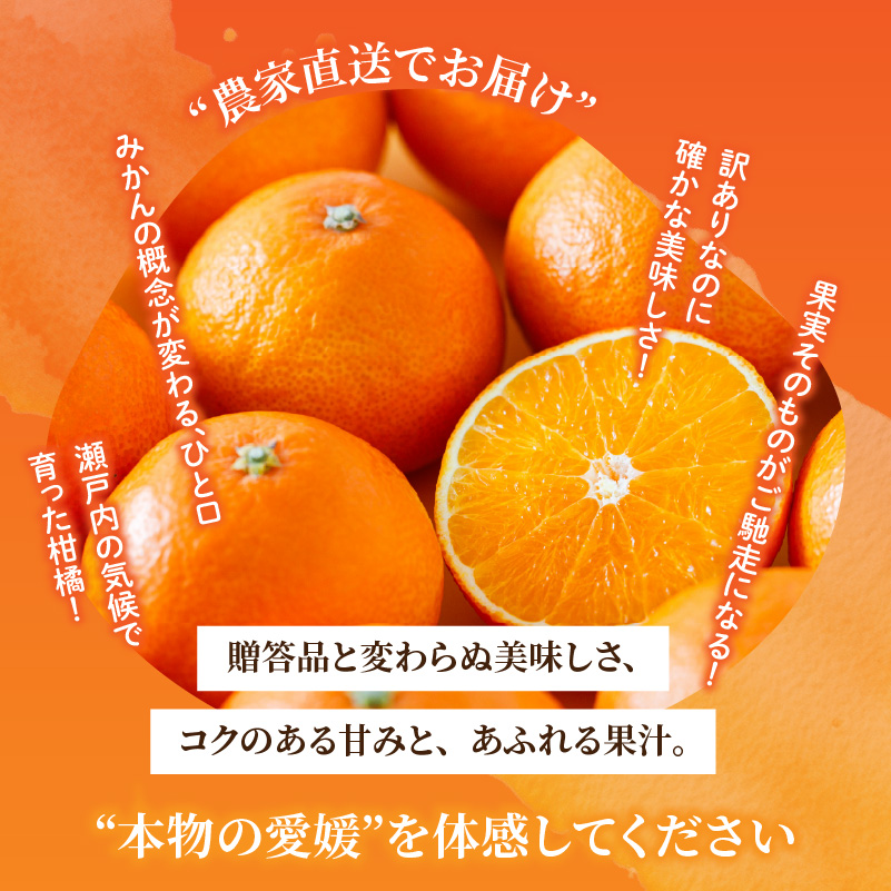 愛果28号 (紅まどんな と同品種) ご家庭用 1kg 2.5kg 5kg 【2026年11月下旬より順次発送】 | 訳あり あいか みかん まどんな 柑橘 愛媛県 松山市