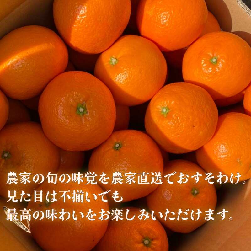 家庭用 宮内伊予柑 10kg サイズ混合 【2027年1月下旬から順次発送】 | 訳あり 柑橘 みかん 果物 くだもの フルーツ おすすめ 人気 お取り寄せ グルメ ギフト 期間限定 数量限定