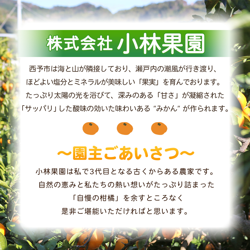 <愛媛県西予市産 温州みかん 小粒サイズ 家庭用 約3.2kg> 愛媛県産 西宇和 小玉 小さめ 家庭用 果物 フルーツ 柑橘 うんしゅうみかん ウンシュウミカン オレンジ ミカン 蜜柑