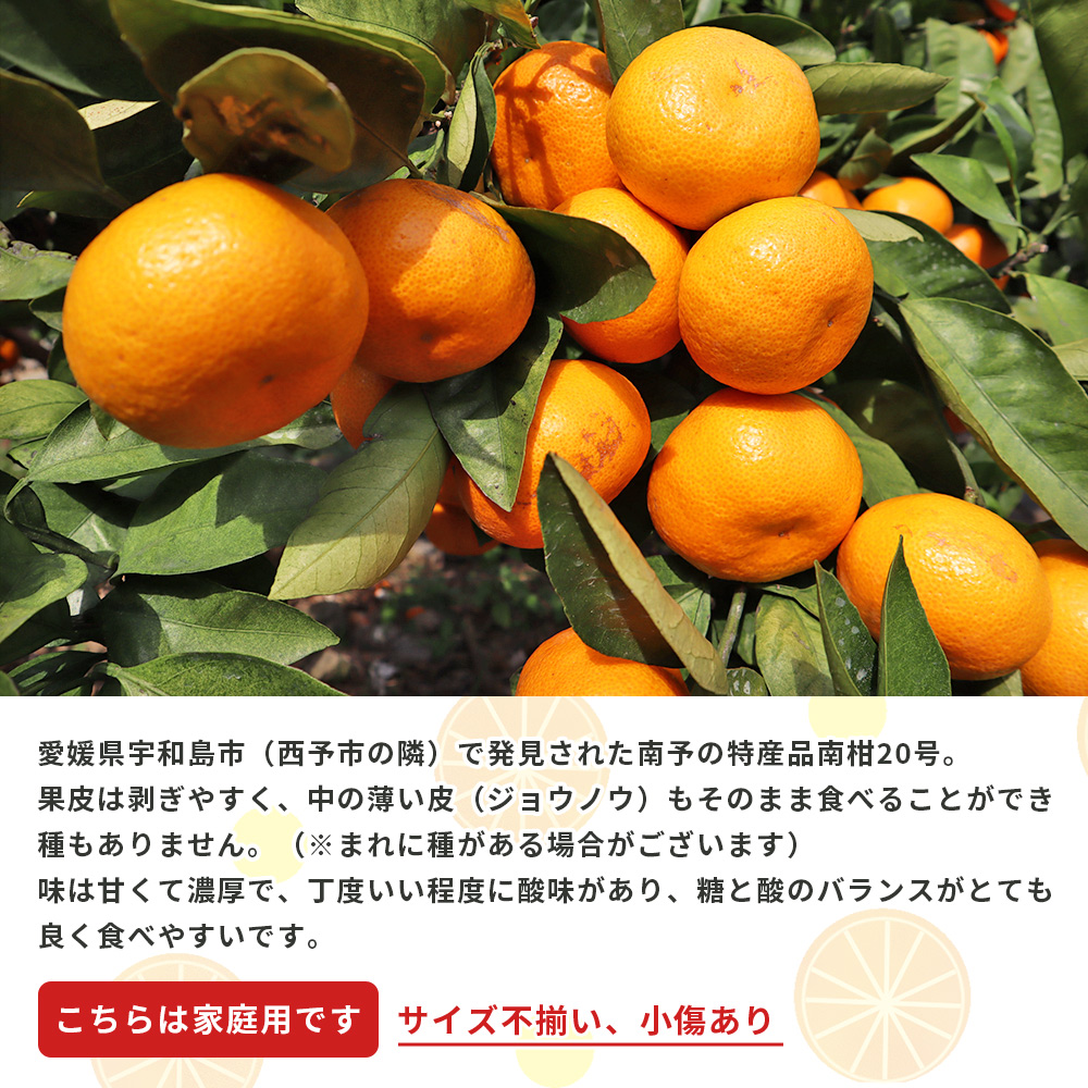 ＜愛媛県西予市産 温州みかん（南柑20号）家庭用 約10kg（サイズ不揃い・小傷あり）＞ 訳あり 果物 くだもの ミカン 柑橘 フルーツ 食べて応援