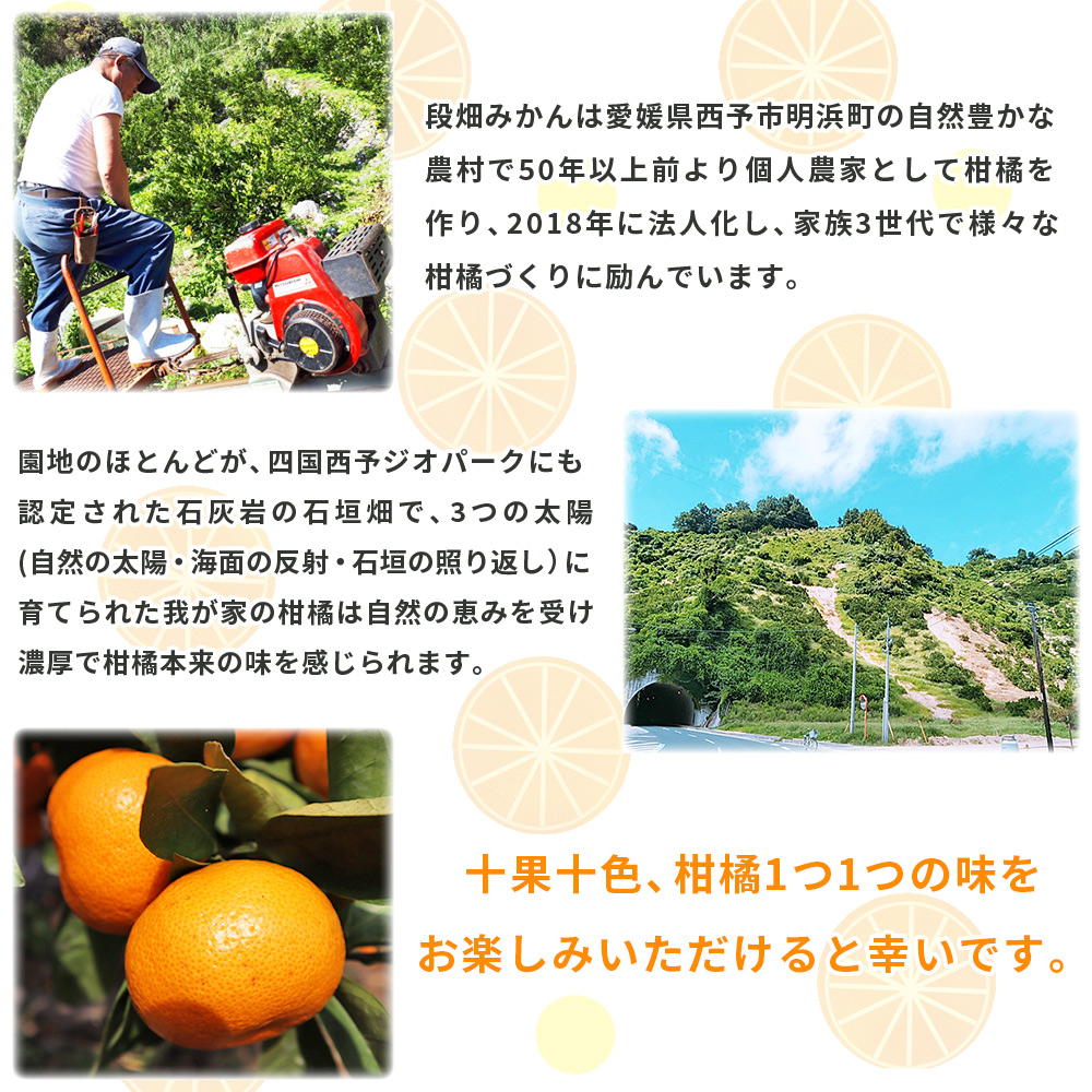 ＜愛媛県西予市産 温州みかん（南柑20号）家庭用 約10kg（サイズ不揃い・小傷あり）＞ 訳あり 果物 くだもの ミカン 柑橘 フルーツ 食べて応援