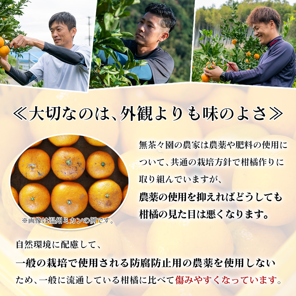 <無茶々園の伊予柑 約7kg> 【先行予約】果物 いよかん イヨカン みかん ミカン 蜜柑 柑橘 フルーツ 選べる内容量 期間限定 季節限定