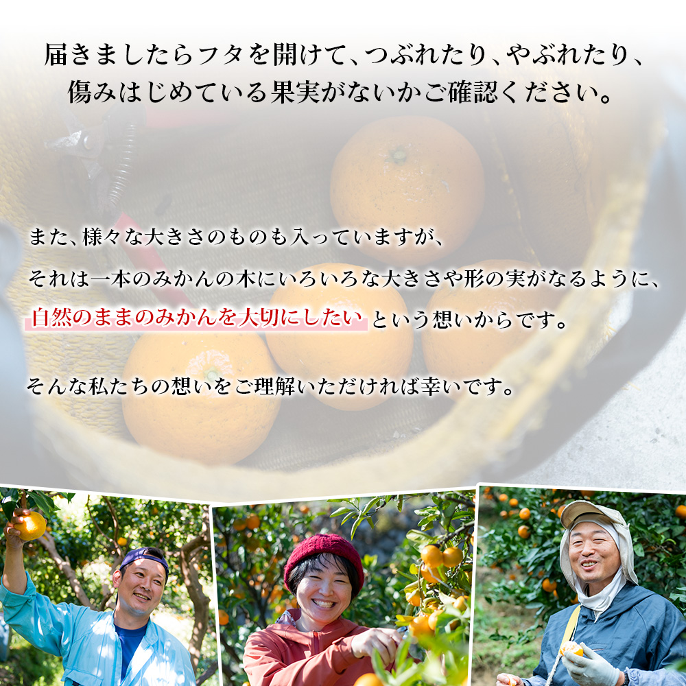 <無茶々園の伊予柑 約7kg> 【先行予約】果物 いよかん イヨカン みかん ミカン 蜜柑 柑橘 フルーツ 選べる内容量 期間限定 季節限定
