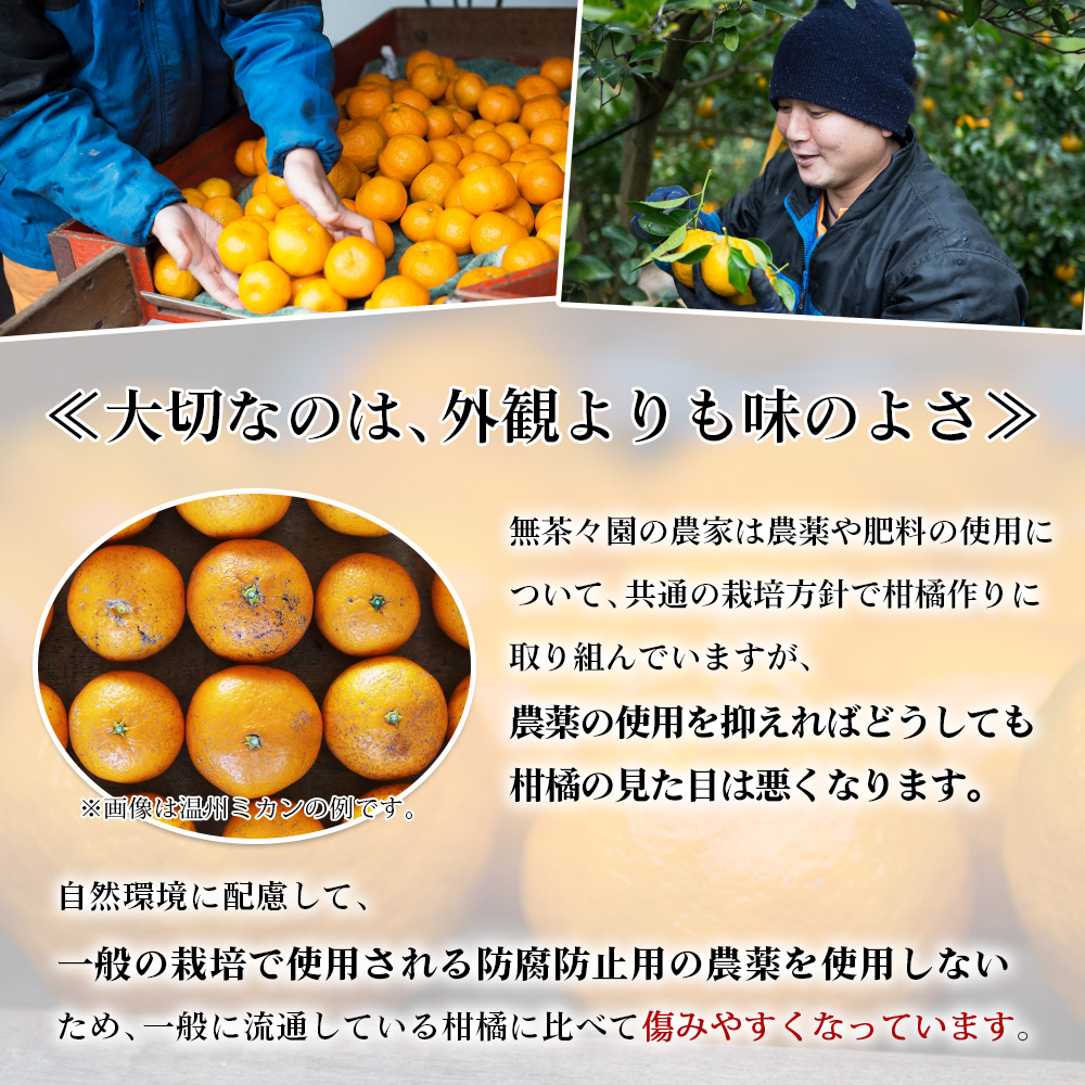 <無茶々園のポンカン 約3kg>【先行予約】 果物 くだもの フルーツ ぽんかん みかん 蜜柑 柑橘類 かんきつ 旬 甘い 濃厚 新鮮 期間限定 季節限定 産地直送 特産品