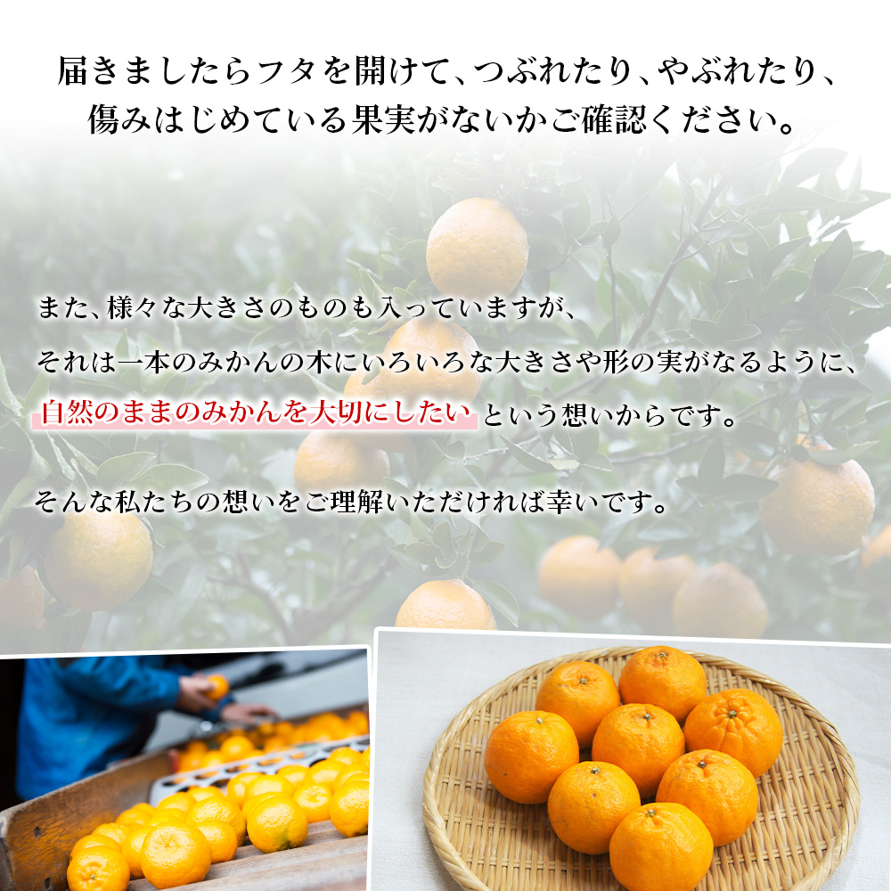 ＜無茶々園のポンカン 約5kg＞【先行予約】 果物 くだもの フルーツ ぽんかん みかん 蜜柑 柑橘類 かんきつ 旬 甘い 濃厚 新鮮 期間限定 季節限定 産地直送 特産品