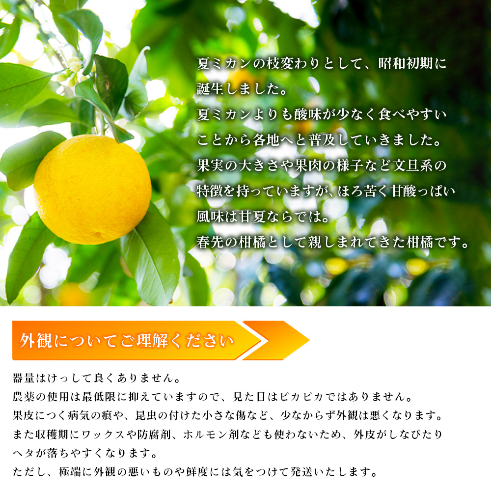 【先行予約】＜無茶々園の甘夏 約5kg＞ 果物 あまなつ みかん ミカン 蜜柑 柑橘 フルーツ 期間限定 季節限定