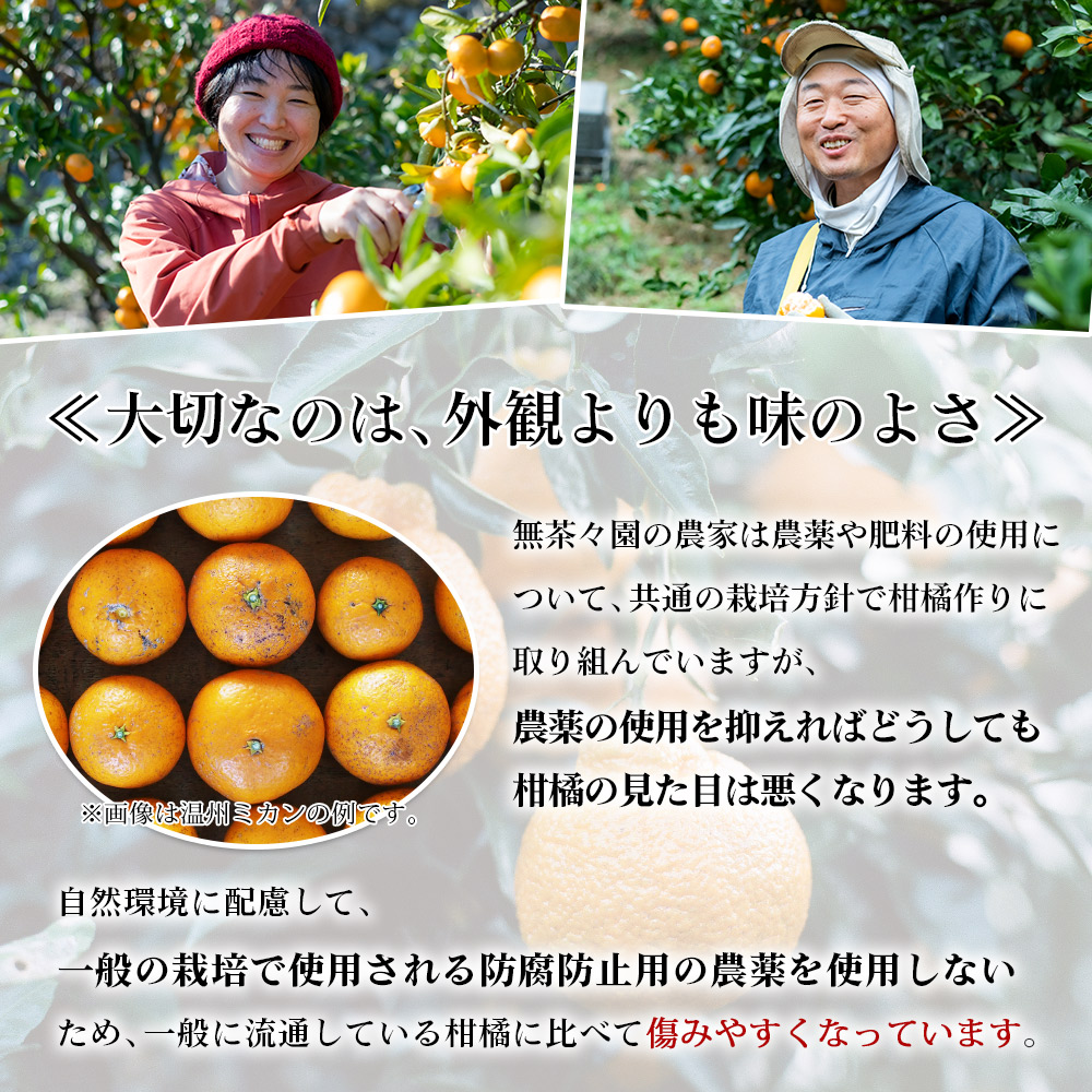 【先行予約】＜無茶々園の甘夏 約5kg＞ 果物 あまなつ みかん ミカン 蜜柑 柑橘 フルーツ 期間限定 季節限定