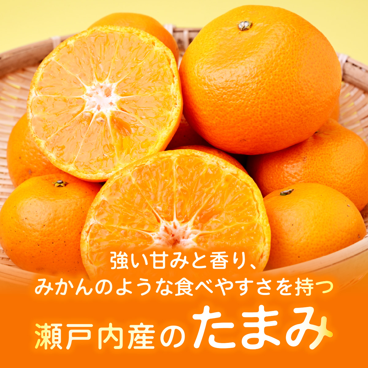 ＜先行受付＞たまみ 秀L～Sサイズ 2.5kg