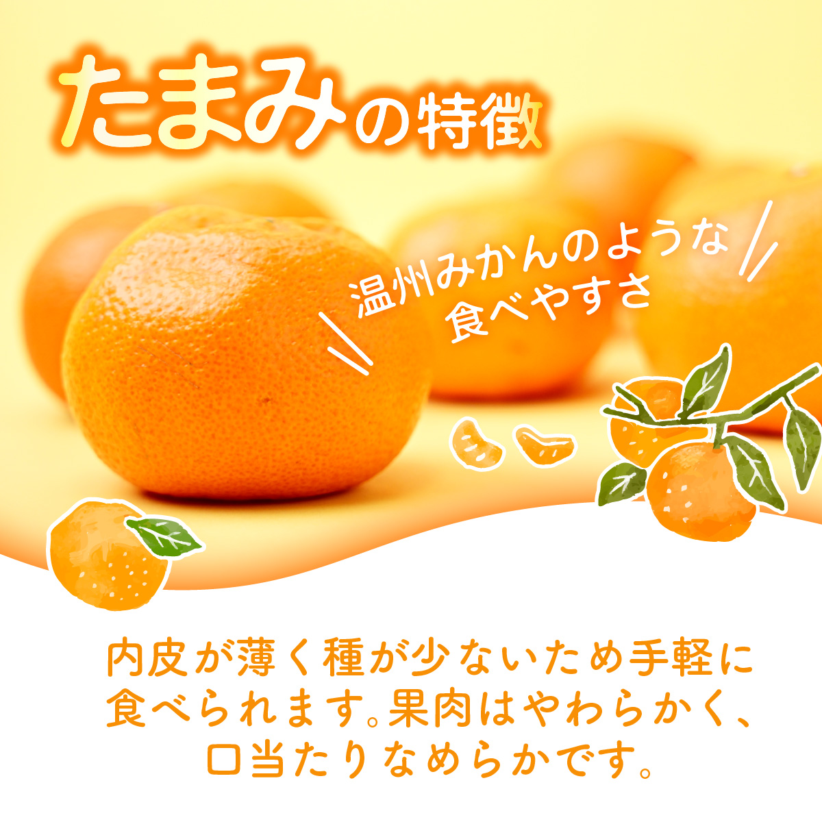 ＜先行受付＞たまみ 秀L～Sサイズ 2.5kg