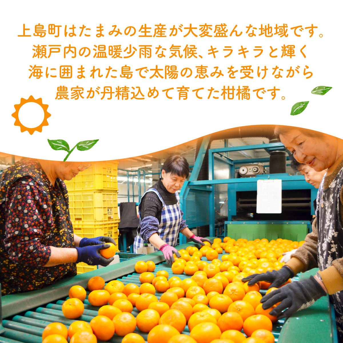 ＜先行受付＞たまみ 秀L～Sサイズ 2.5kg