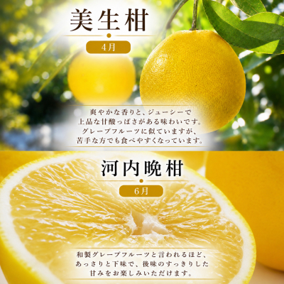 定期便 4回 4ヶ月 レモン ポンカン 美生柑 河内晩柑 柑橘 みかん 蜜柑 みしょうかん フルーツ 果物 くだもの ばんかん かんきつ ゼリー ジュース アイス マーマレード 旬 季節 限定