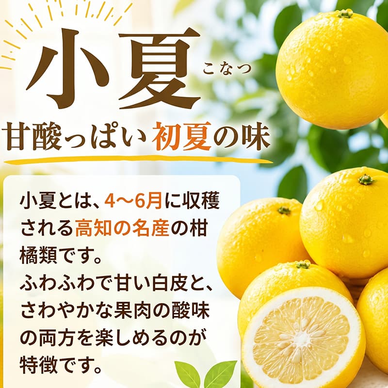 訳あり 室戸 小夏 2.5kg | 人気 柑橘 フルーツ かんきつ こなつ みかん ニューサマーオレンジ 日向夏 国産 果物 くだもの 期間限定 先行予約 先行受付 数量限定 旬 ワケアリ ご家庭用