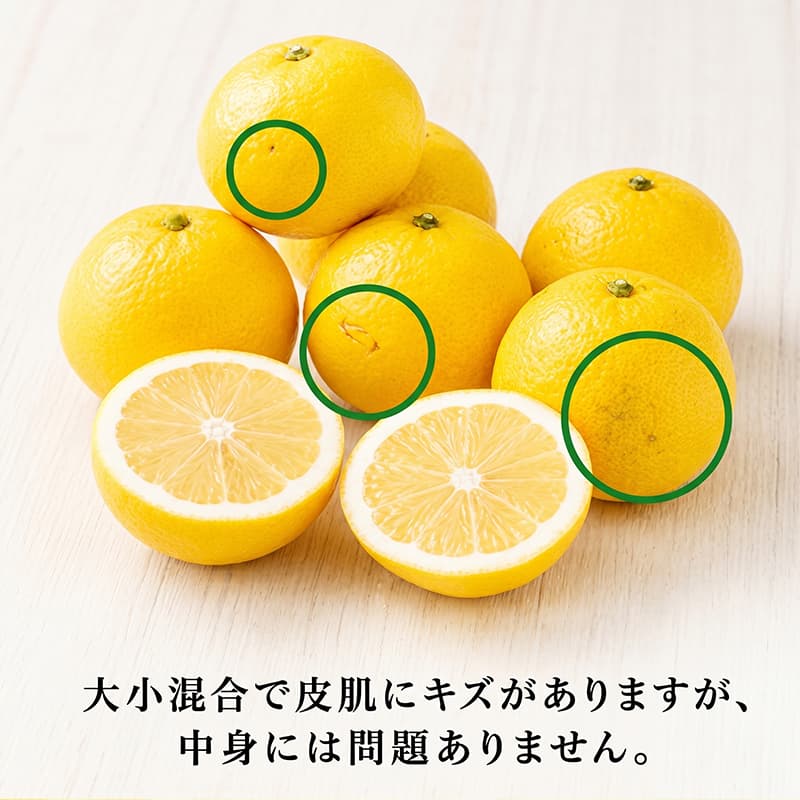 訳あり 室戸 小夏 2.5kg | 人気 柑橘 フルーツ かんきつ こなつ みかん ニューサマーオレンジ 日向夏 国産 果物 くだもの 期間限定 先行予約 先行受付 数量限定 旬 ワケアリ ご家庭用