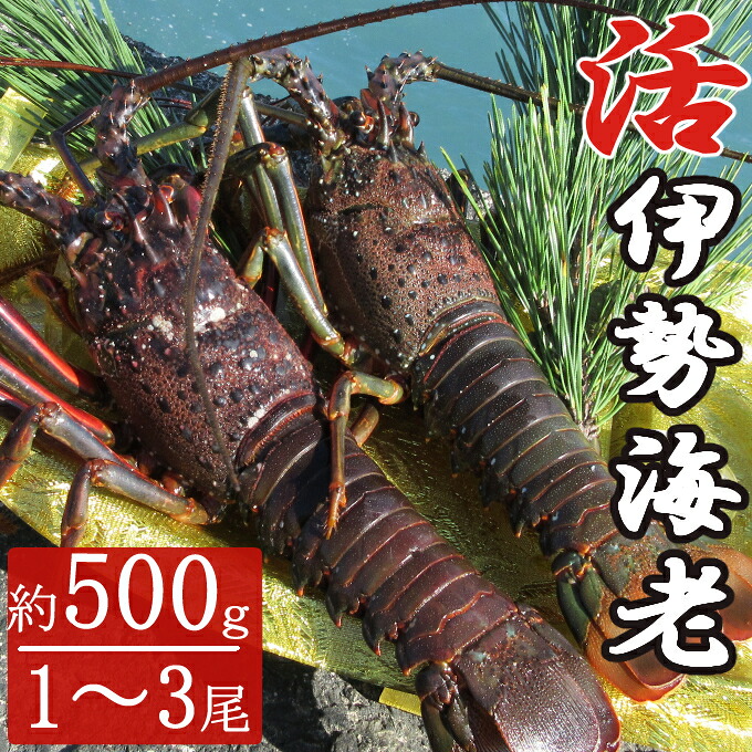 活き伊勢海老 1～3尾 0.5kg 伊勢海老 海老 エビ 魚介類 えび魚介 刺身 産地直送 新鮮 海鮮 高知県 室戸市