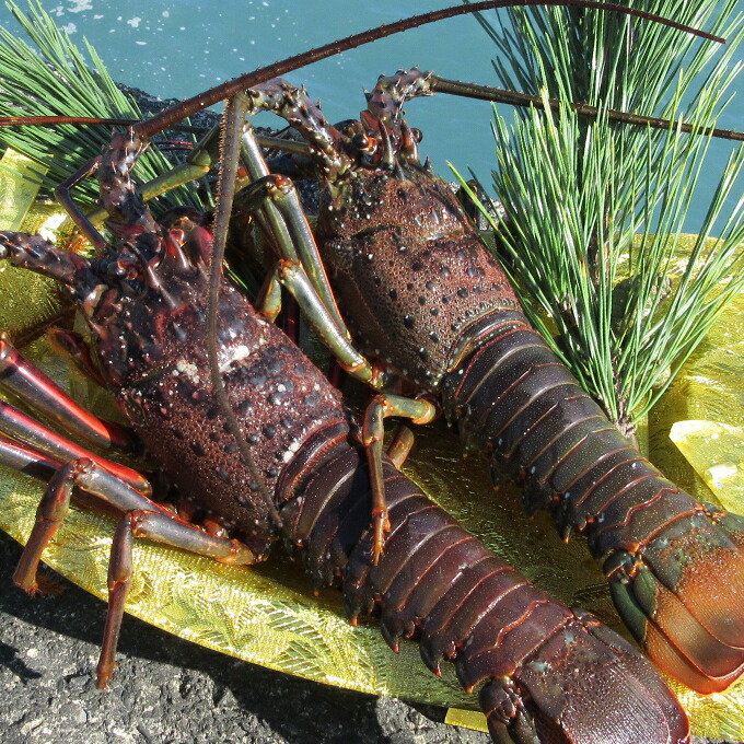 活き伊勢海老 1～3尾 0.5kg 伊勢海老 海老 エビ 魚介類 えび魚介 刺身 産地直送 新鮮 海鮮 高知県 室戸市