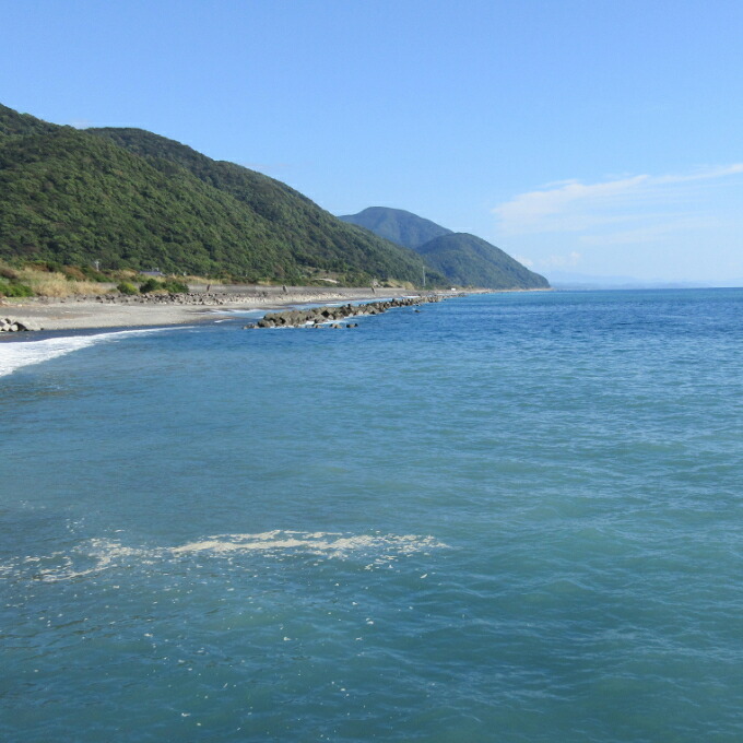 活き伊勢海老 1～3尾 0.5kg 伊勢海老 海老 エビ 魚介類 えび魚介 刺身 産地直送 新鮮 海鮮 高知県 室戸市