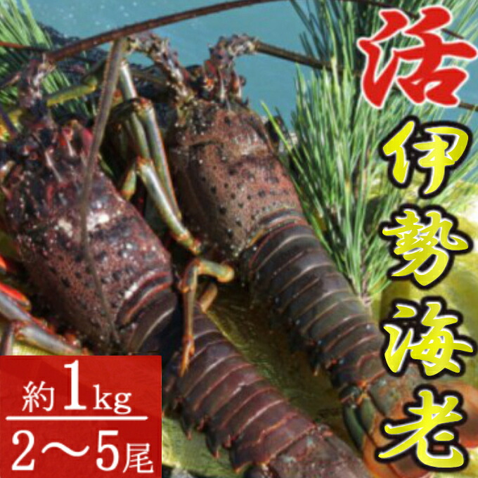 活き伊勢海老 2~5尾 1kg 伊勢海老 海老 エビ 魚介類 えび魚介 刺身 産地直送 新鮮 海鮮 高知県 室戸市