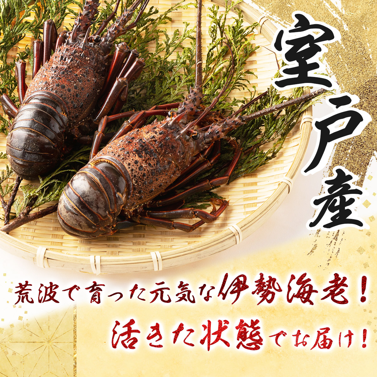 活き伊勢海老 2~5尾 1kg 伊勢海老 海老 エビ 魚介類 えび魚介 刺身 産地直送 新鮮 海鮮 高知県 室戸市