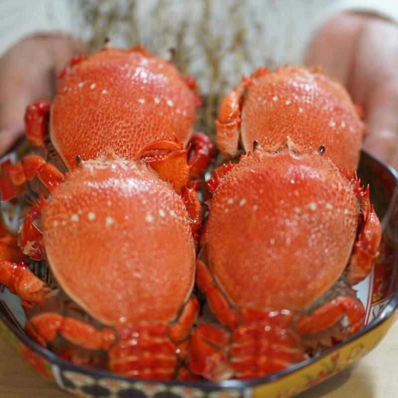 【 活冷凍 アサヒガニ 約1㎏ 】 アサヒガニ あさひがに 朝日蟹 蟹 かに カニ 活冷凍 活き 生 姿 冷凍 セット 詰め合わせ パスタ 味噌汁 焼ガニ 魚介類 海鮮 海の幸 産地直送 産直 旬