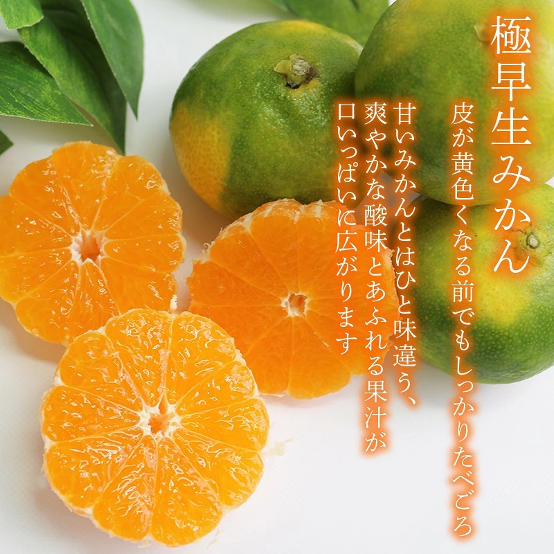 【先行予約】極早生みかん 5kg | 温州みかん みかん 蜜柑 ミカン 柑橘 緑のみかん 酸っぱい 酸味 家庭用 秋の味覚 旬 ごくわせ フルーツ 果物 くだもの 産地直送 数量限定 期間限定 国産
