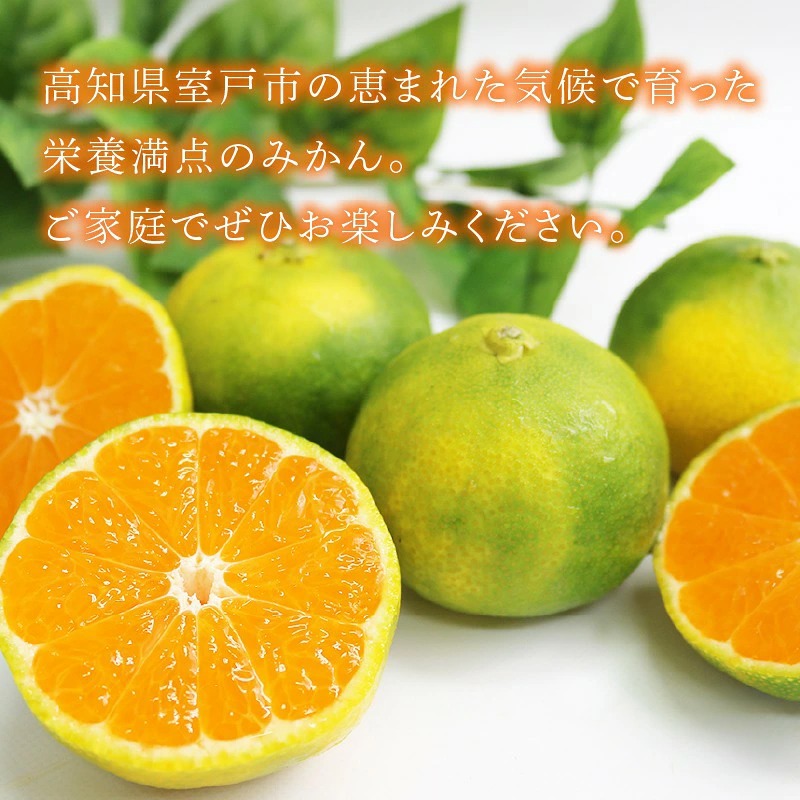 【先行予約】極早生みかん 5kg | 温州みかん みかん 蜜柑 ミカン 柑橘 緑のみかん 酸っぱい 酸味 家庭用 秋の味覚 旬 ごくわせ フルーツ 果物 くだもの 産地直送 数量限定 期間限定 国産