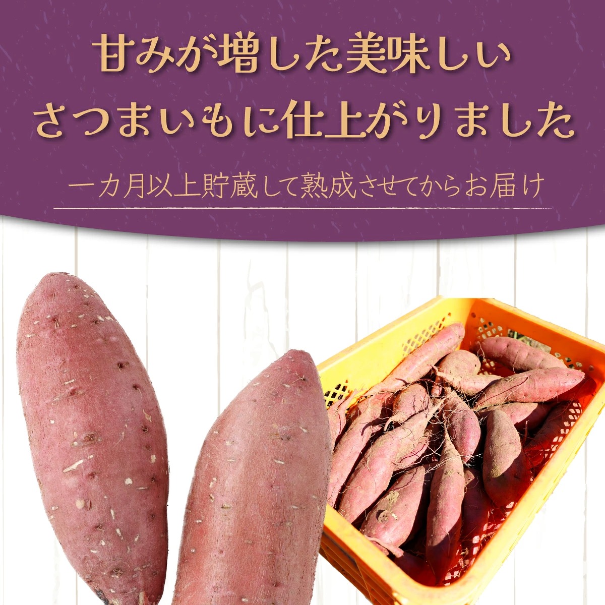 【先行予約】数量限定 掘りたて！あま～い 新さつまいも 紅まさり 2.5kg 芋 さつま芋 野菜 サツマイモ 焼き芋 甘い スイートポテト 旬 やさい 家庭用