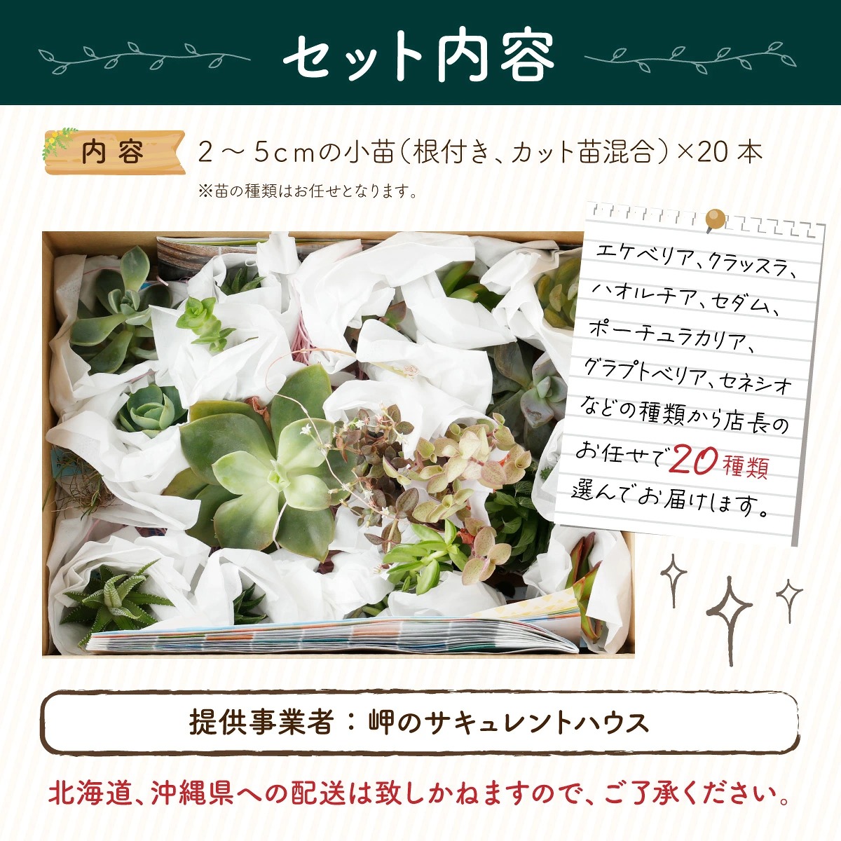 多肉植物の小苗20本セット(20種類アソート)