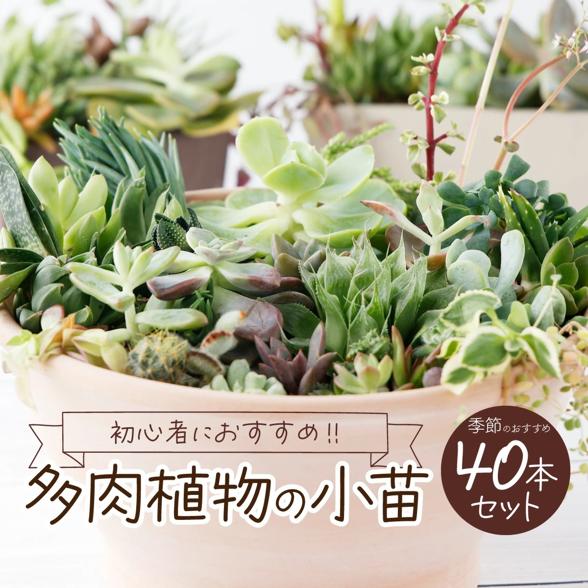 多肉植物の小苗４０本セット（４０種類アソート）