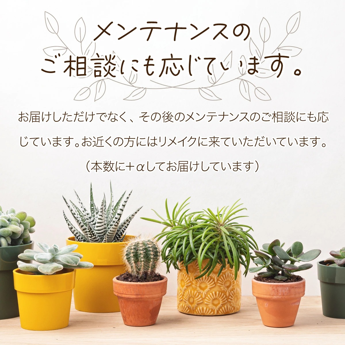 多肉植物の小苗４０本セット（４０種類アソート）