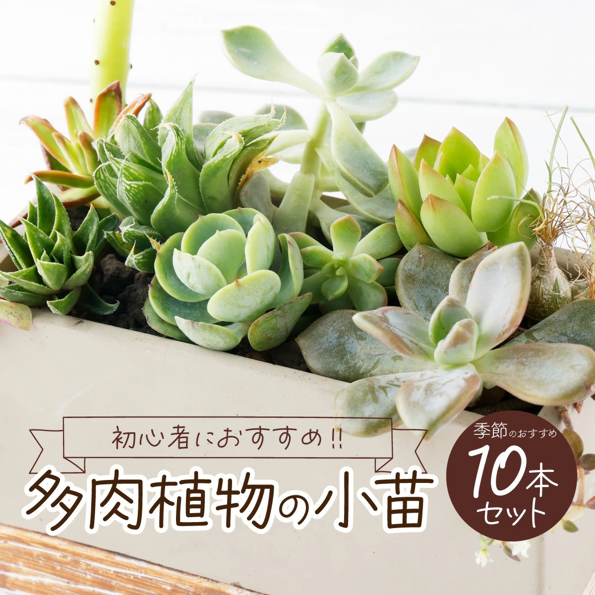 【初心者におすすめ】多肉植物の小苗１０本セット（１０種類アソート） 5000円 可愛い ミニサイズ 人気 オススメ 趣味 インテリア ナチュラル 自然 風水 緑 かわいい 初心者 おすすめ 送料無料