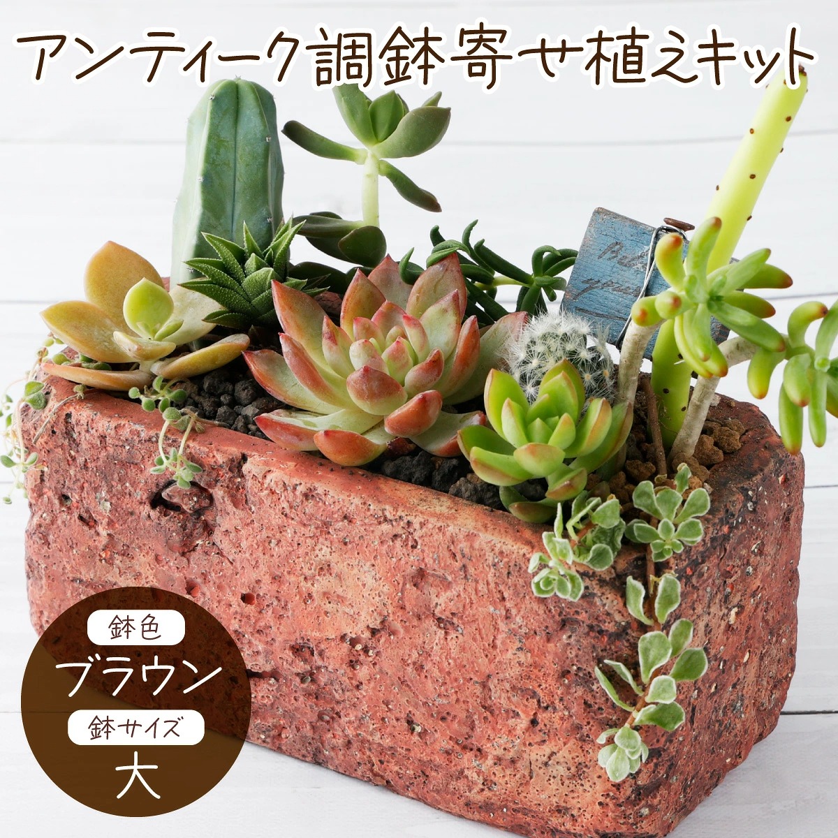 サボテン多肉植物の「アンティーク調鉢寄せ植えキット」（鉢色・ブラウン、鉢サイズ・大） 可愛い ミニサイズ 人気 オススメ 趣味 インテリア ナチュラル 自然 風水 緑 かわいい 初心者 おすすめ
