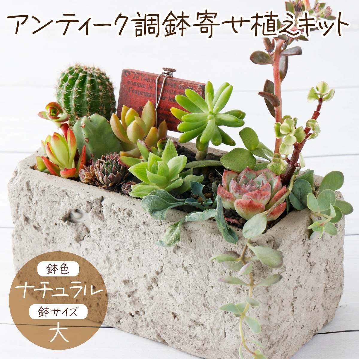 サボテン多肉植物の「アンティーク調鉢寄せ植えキット」（鉢色・ナチュラル、鉢サイズ・大）