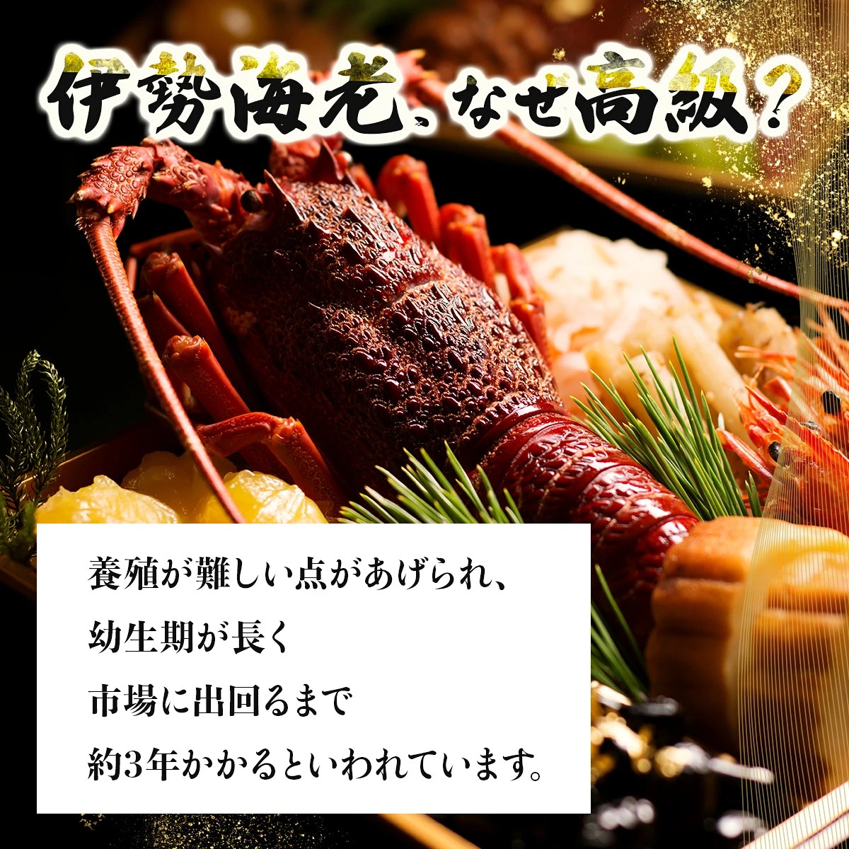 室戸産 活冷 伊勢海老 約500g｜伊勢海老 伊勢エビ 伊勢 海老 エビ イセエビ 刺身 味噌汁 鍋 ボイル エビフライ アレンジ可 新鮮 海鮮 高知県 室戸市 tk009