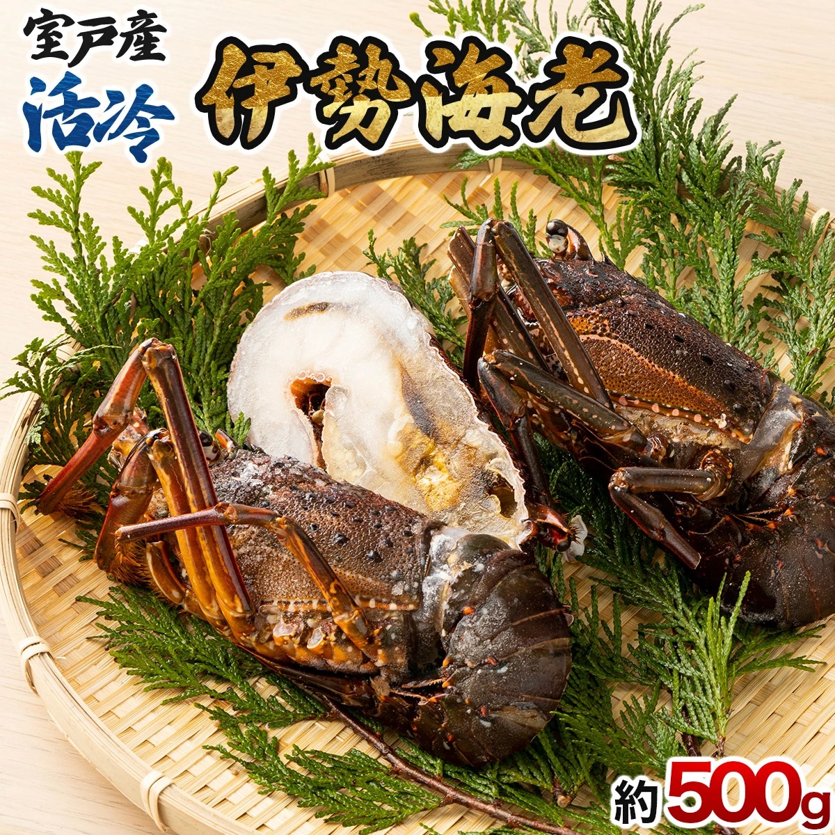 室戸産 活冷 伊勢海老 約500g｜伊勢海老 伊勢エビ 伊勢 海老 エビ イセエビ 刺身 味噌汁 鍋 ボイル エビフライ アレンジ可 新鮮 海鮮 高知県 室戸市 tk009