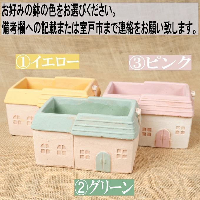 多肉植物の寄せ植えセット(メゾンレクトポット)長屋根