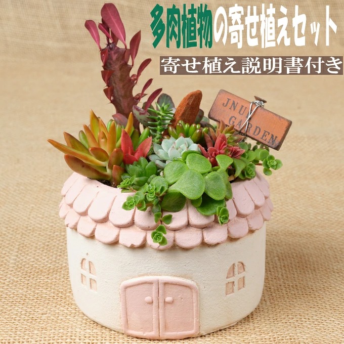 【 多肉植物 の 寄せ植え セット (メゾンラウンドポット)丸屋根】 サボテン 多肉 植物 詰め合わせ つめあわせ おまかせ 鉢 鉢植え 鉢セット ポット 園芸 ガーデニング 植物 観葉植物
