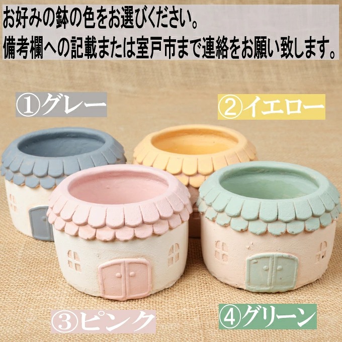 【 多肉植物 の 寄せ植え セット (メゾンラウンドポット)丸屋根】 サボテン 多肉 植物 詰め合わせ つめあわせ おまかせ 鉢 鉢植え 鉢セット ポット 園芸 ガーデニング 植物 観葉植物