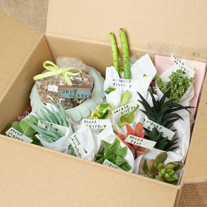 【 多肉植物 の 寄せ植え セット (メゾンラウンドポット)丸屋根】 サボテン 多肉 植物 詰め合わせ つめあわせ おまかせ 鉢 鉢植え 鉢セット ポット 園芸 ガーデニング 植物 観葉植物