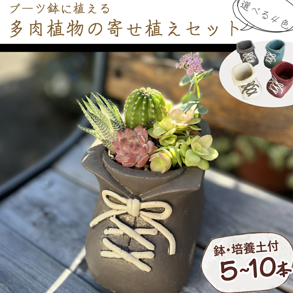ブーツ鉢に植える！ 多肉植物の寄せ植えセット (片足) 多肉植物5本～10本入り  可愛い ミニサイズ 人気 オススメ 趣味 インテリア ナチュラル 自然 風水 緑 かわいい 初心者 おすすめ