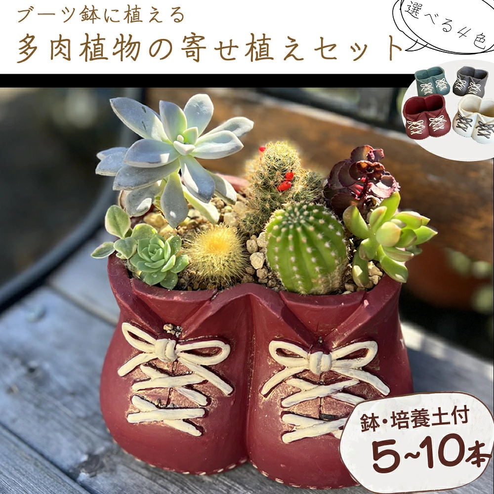 ブーツ鉢に植える！ 多肉植物の寄せ植えセット (両足) 多肉植物5本～10本入り  可愛い ミニサイズ 人気 オススメ 趣味 インテリア ナチュラル 自然 風水 緑 かわいい 初心者 おすすめ