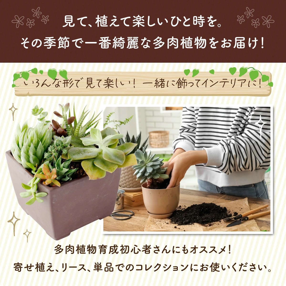 多肉植物の小苗30本セット(30種類アソート)高知県産 自然 ナチュラル インテリア かわいい 雑貨 プレゼント ギフト 癒やし