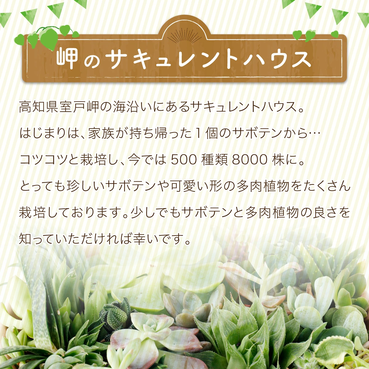 多肉植物の小苗30本セット(30種類アソート)高知県産 自然 ナチュラル インテリア かわいい 雑貨 プレゼント ギフト 癒やし