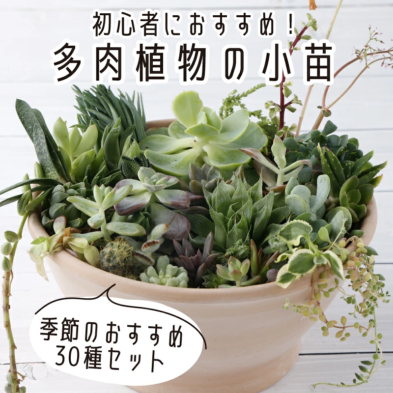 多肉植物の小苗30本セット(30種類アソート)高知県産 自然 ナチュラル インテリア かわいい 雑貨 プレゼント ギフト 癒やし