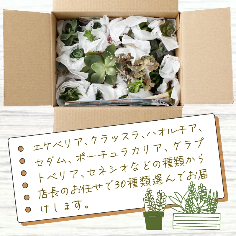 多肉植物の小苗30本セット(30種類アソート)高知県産 自然 ナチュラル インテリア かわいい 雑貨 プレゼント ギフト 癒やし