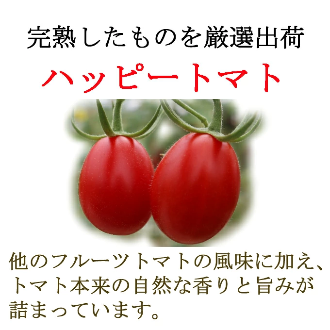 ハッピートマト１．５ｋｇ【室戸海洋深層水ブランドマーク取得】