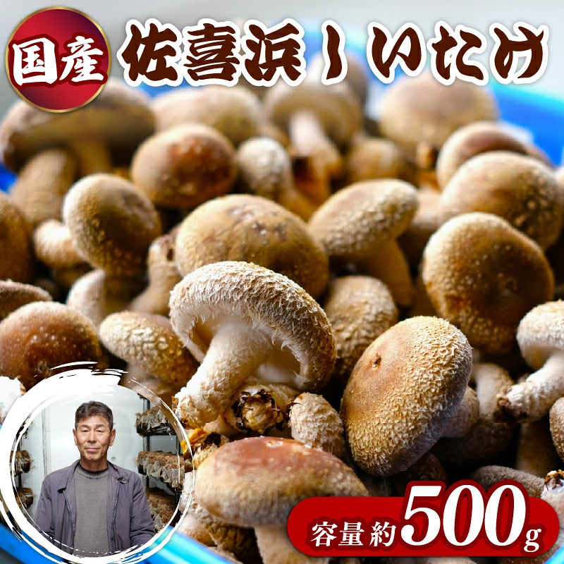 国産 佐喜浜しいたけ 約500g 椎茸 しいたけ 肉厚 うまみ 菌床 きのこ キノコ 調理 料理 ごはん ご飯 6000円 高知県