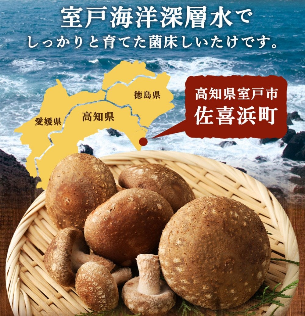国産 佐喜浜しいたけ 約500g 椎茸 しいたけ 肉厚 うまみ 菌床 きのこ キノコ 調理 料理 ごはん ご飯 6000円 高知県
